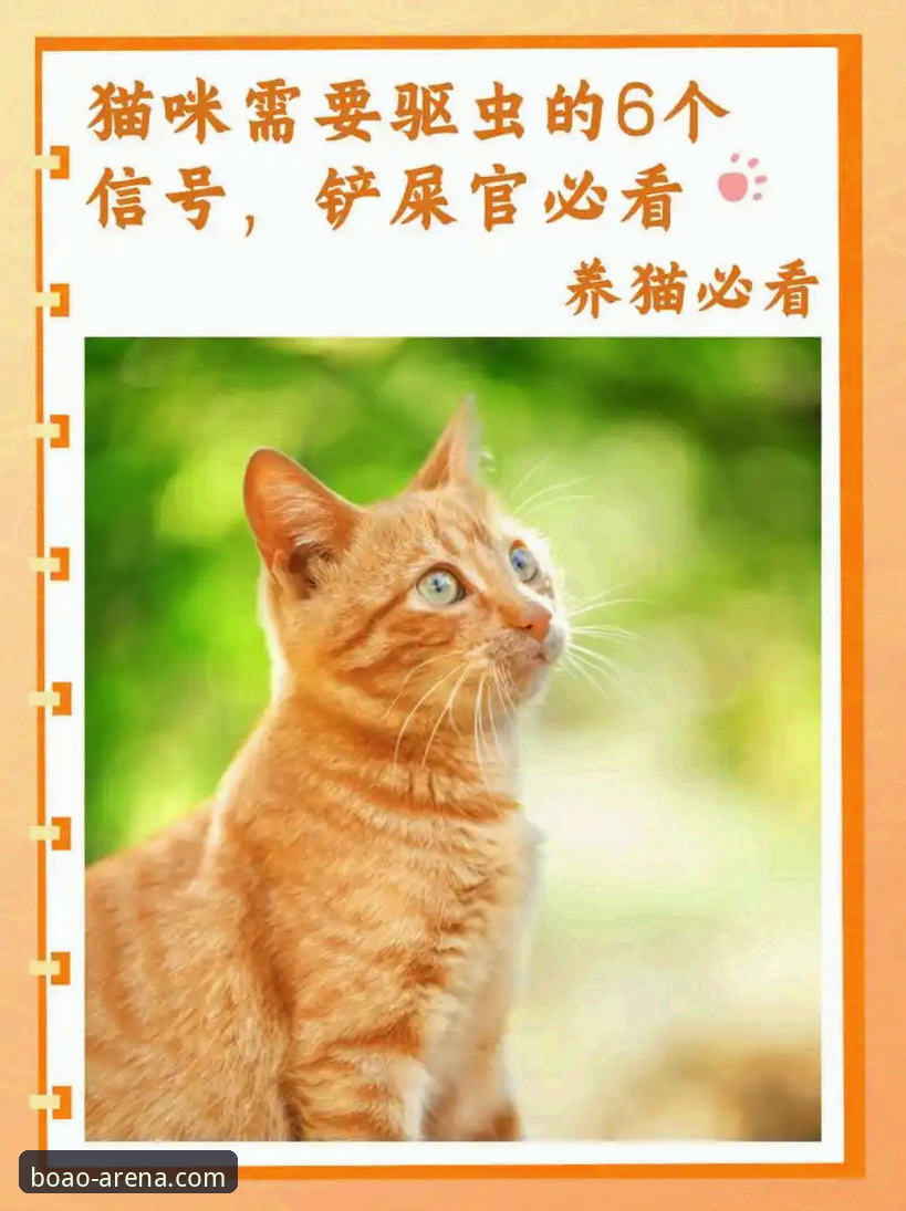 新手必看：博澳体育赛事动态iOS版使用心得与2025官网入口指南
